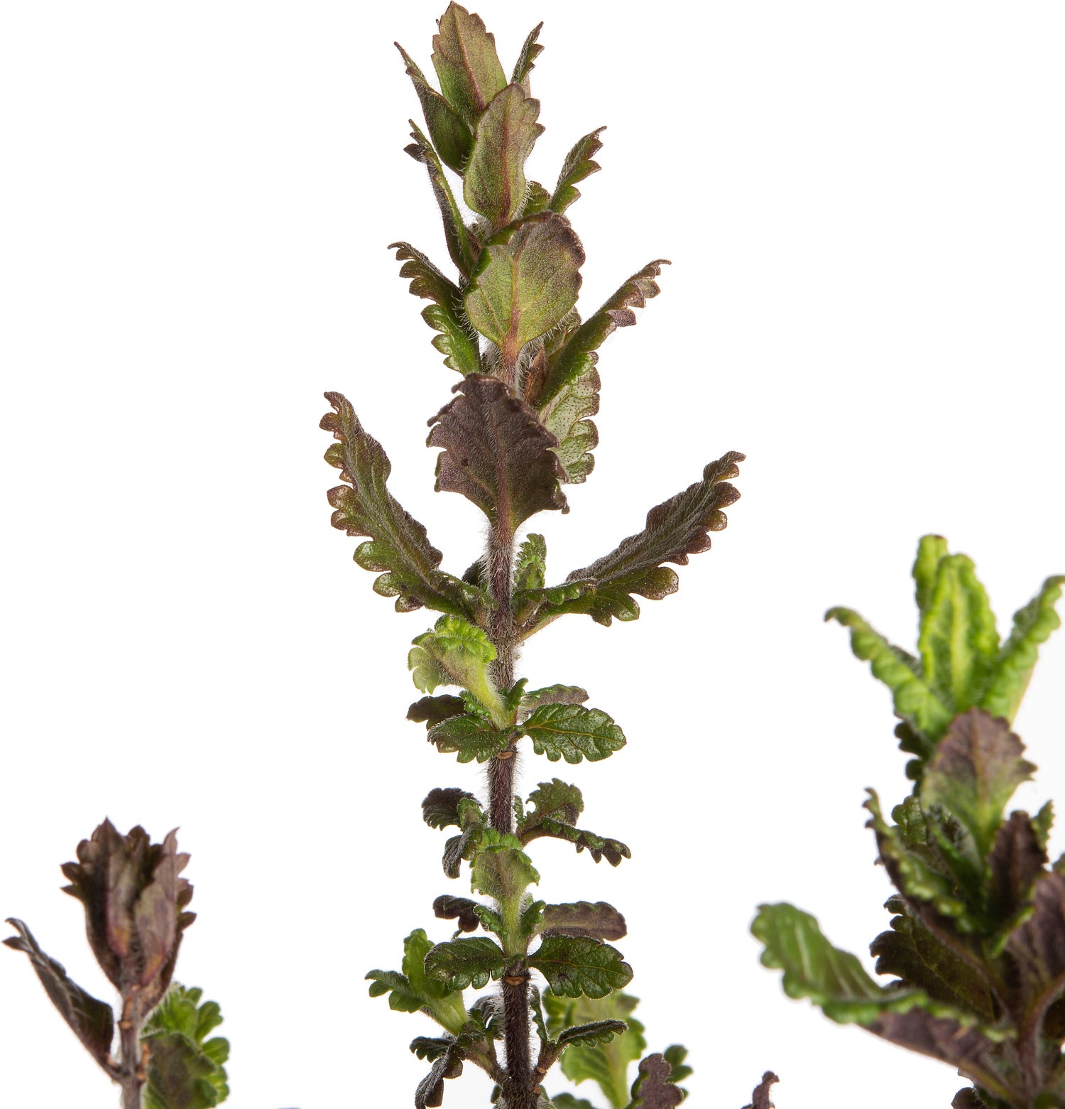 Gamander (Teucrium chamaedrys) D 9 H 10 cm