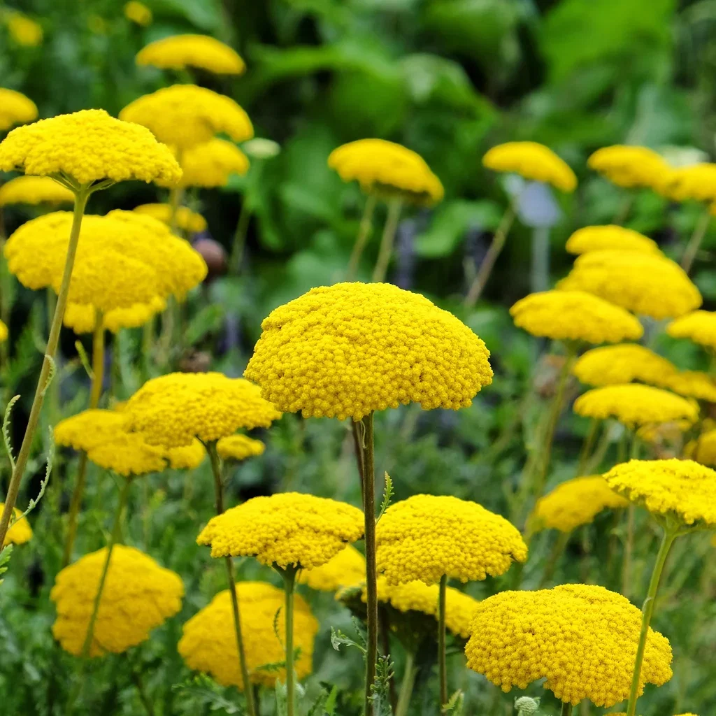 Achillea fil. 'Cloth of Gold' Praktryllik  'Cloth of Gold' Ø11 cm