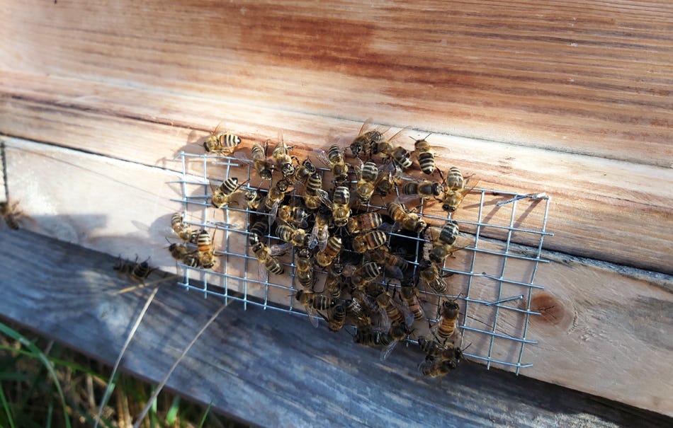 Imkerbesuch Wunstorf