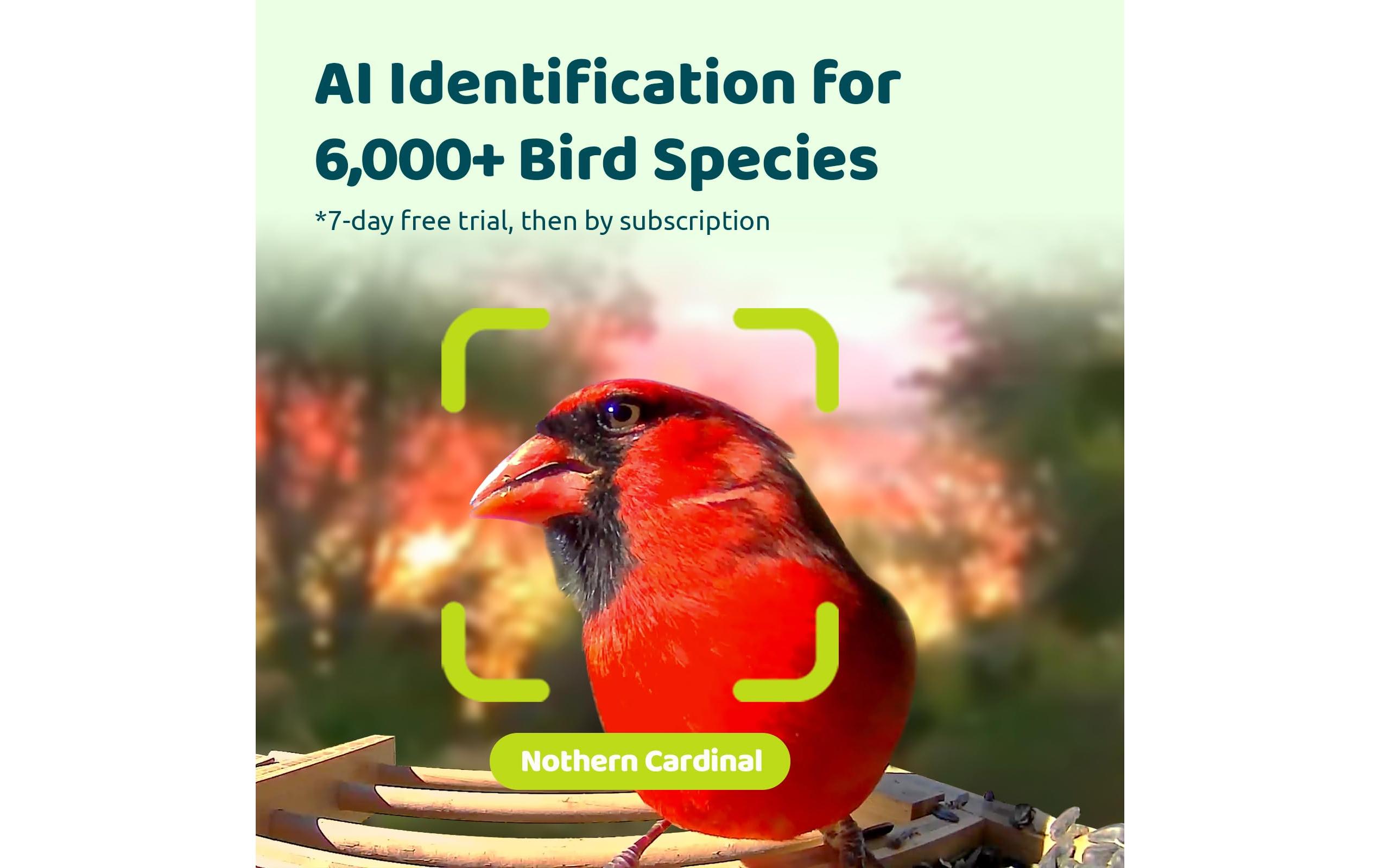 Futterspender FSC Bambus Mini Solar<br>Vogelfutterspender mit Kamera und Lifetime AI