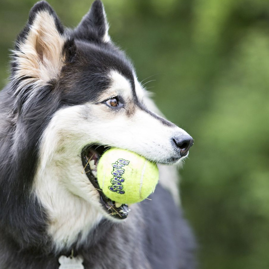 Bola de tênis Kong Air com som para cães