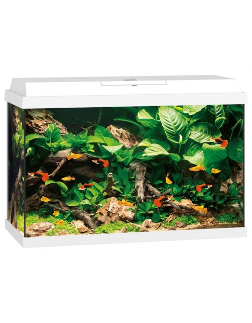 Juwel Aquarium Primo 70 61x31x44 cm - Aquaria