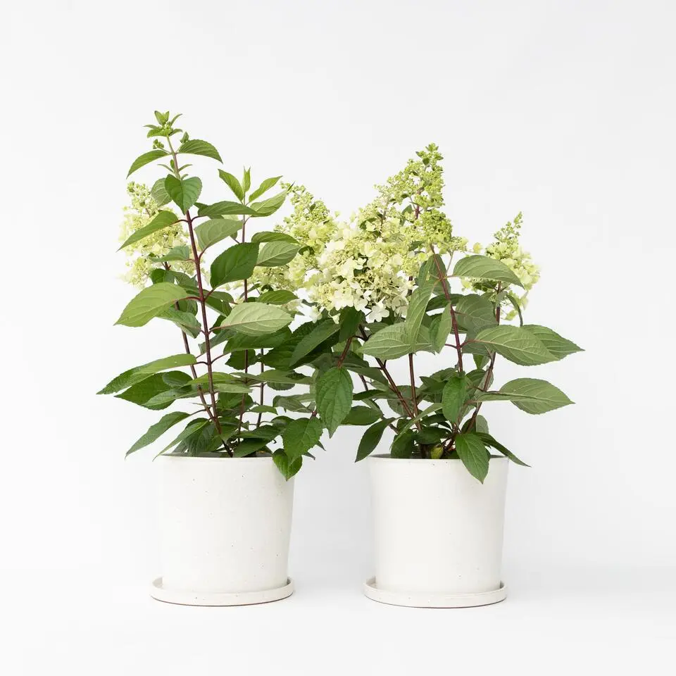 Pluimhortensia - Set van 2 - Hydrangea 'Candlelight' - Hoogte 25-40cm - ⌀19cm