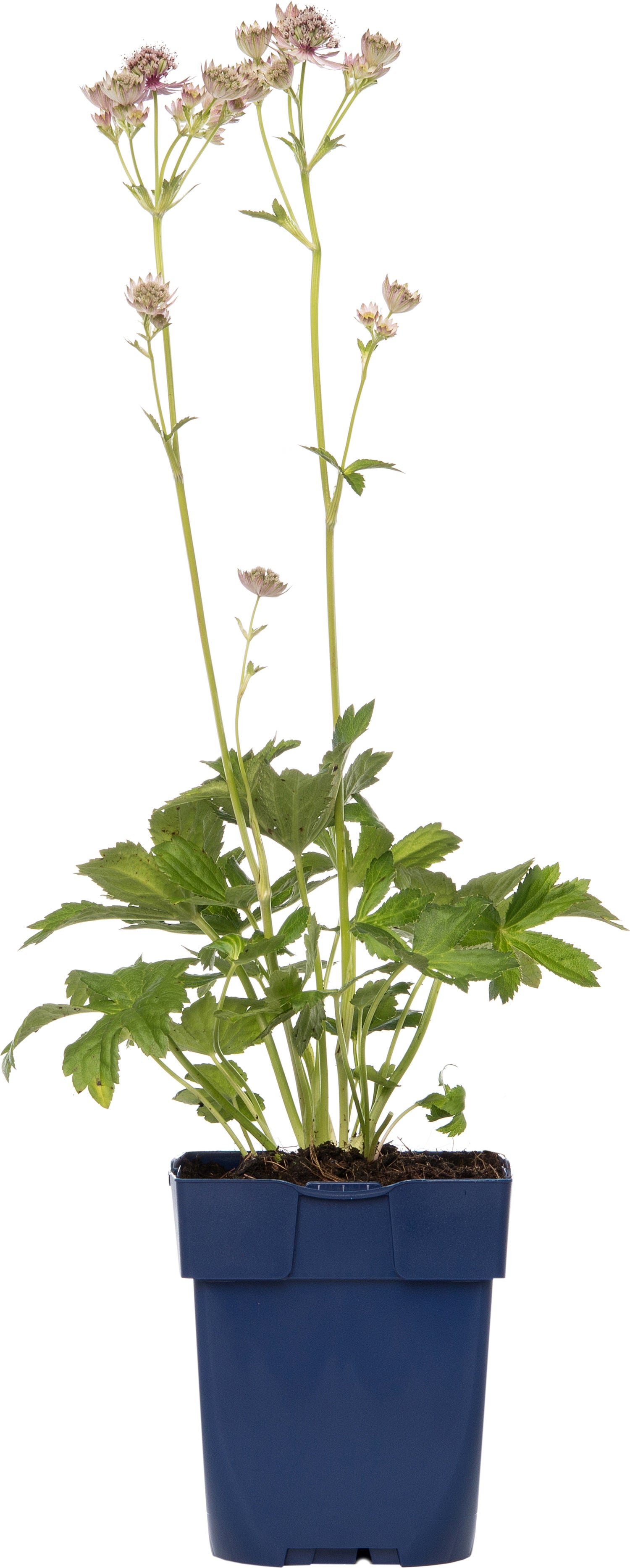 Zeeuws knoopje (Astrantia major) D 11 H 10 cm