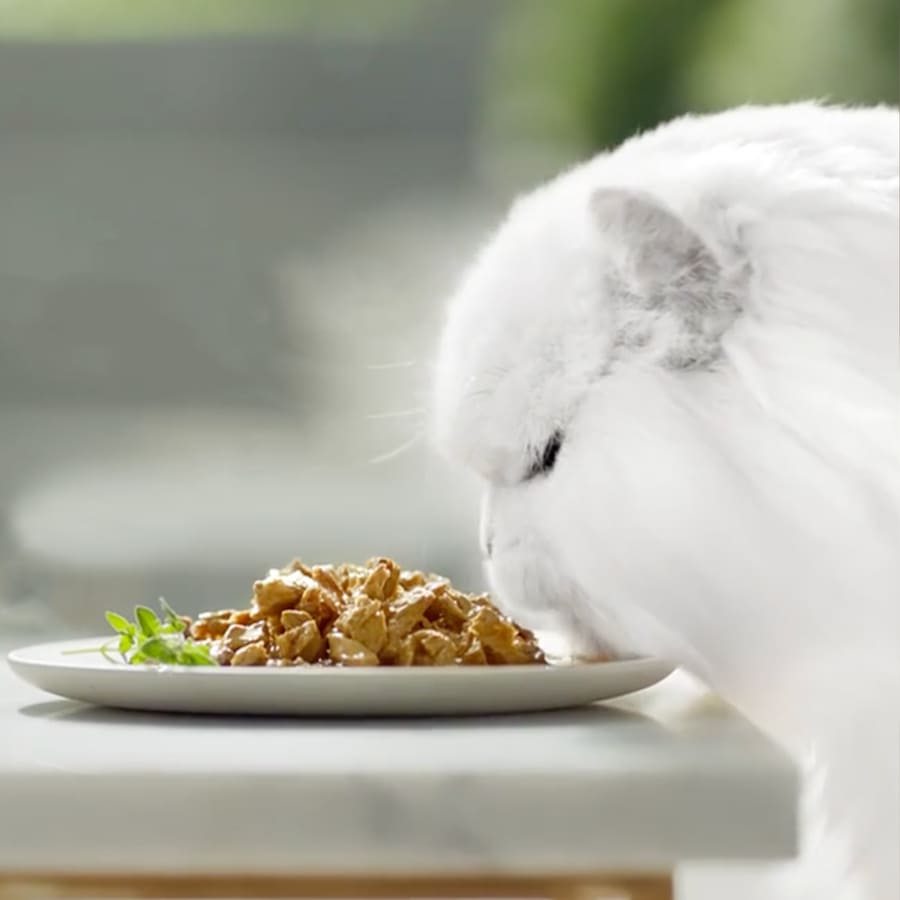 Sachês de filés de gelatina gourmet Perle para gatos - Pacote com 4 unidades