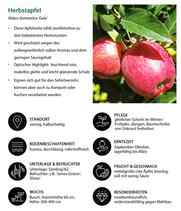 Herbstapfel 'Gala'