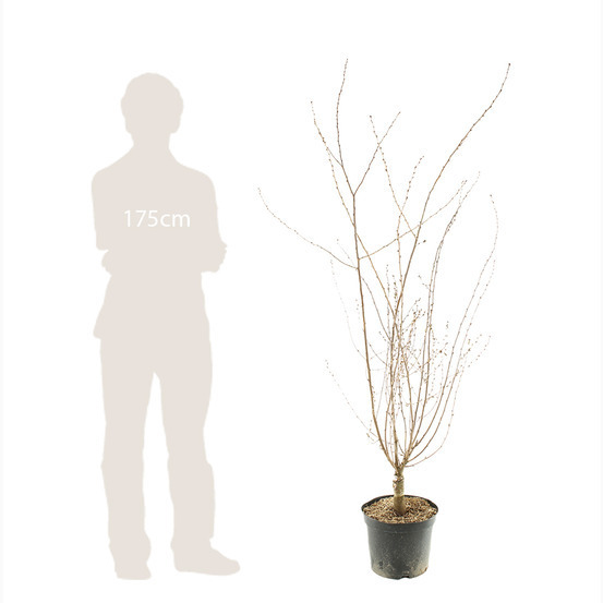 Prunus subhirtella ' Fukubana ' :conteneur 10 litres