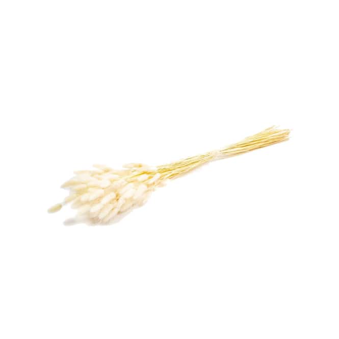 Trockenblumen - Lagurus - gebleicht