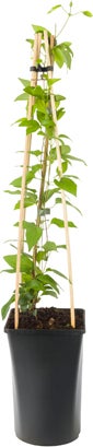 Bosrank (Clematis 'SoMany® White Flowers') D 16 H 75 cm