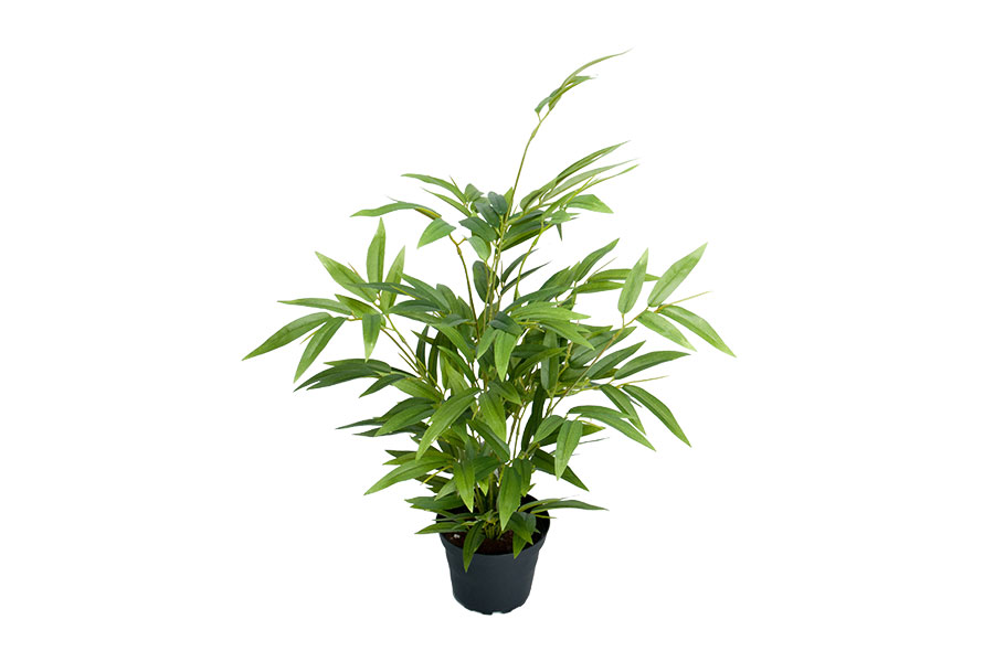 Bambus potteplante Grønn. H45 cm