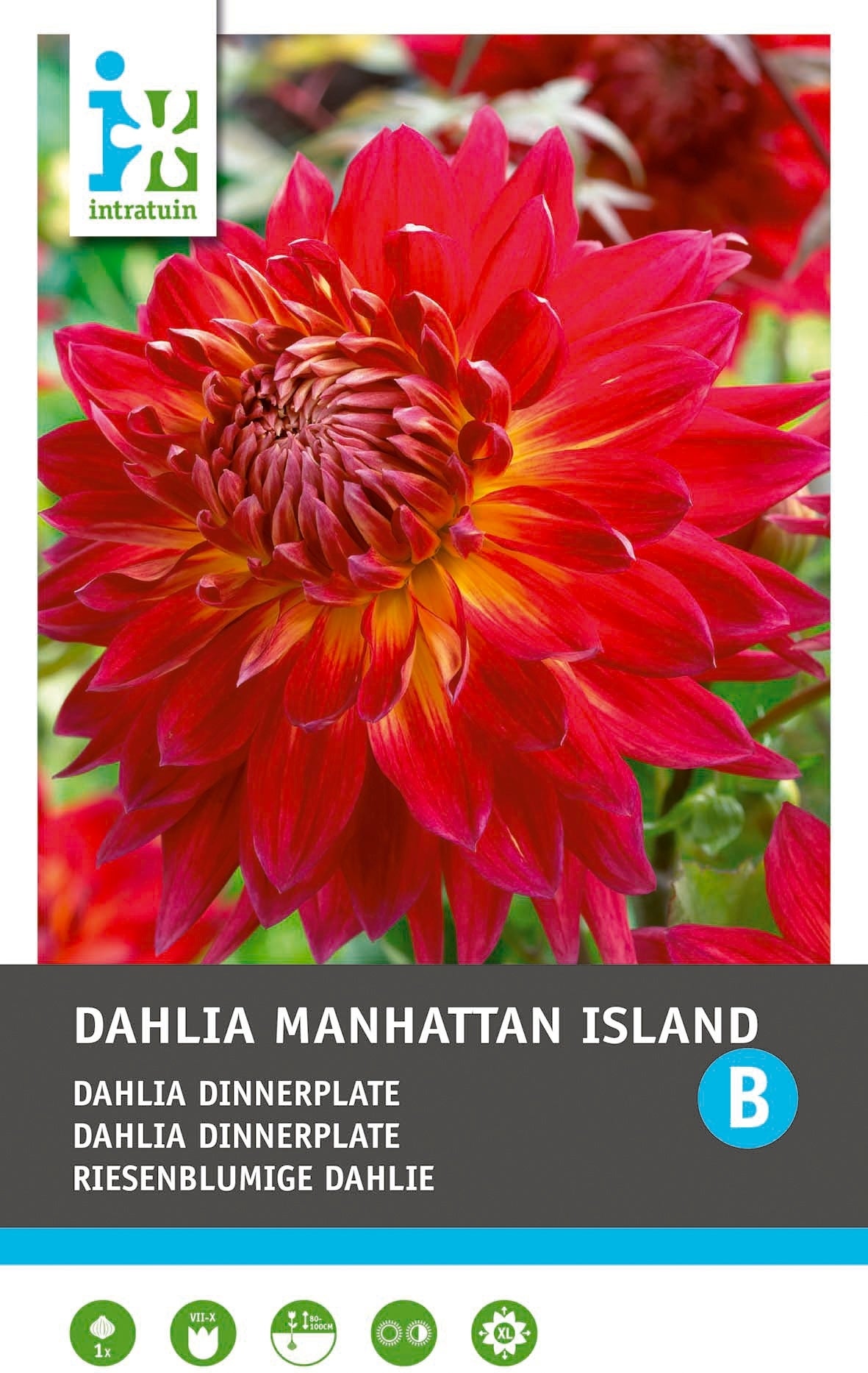 Intratuin Dahlia knol (Dahlia 'Manhattan Island')