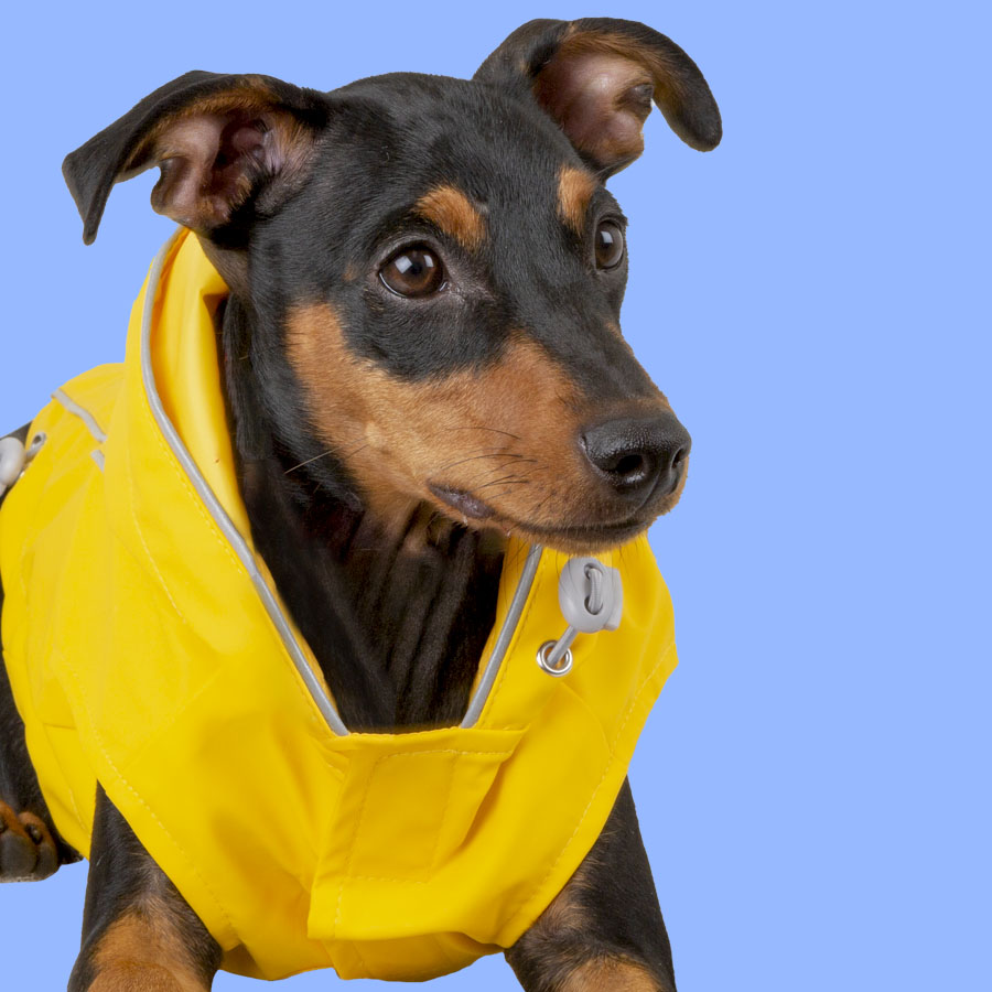 Roupa impermeável amarela para cães Outech Fisher