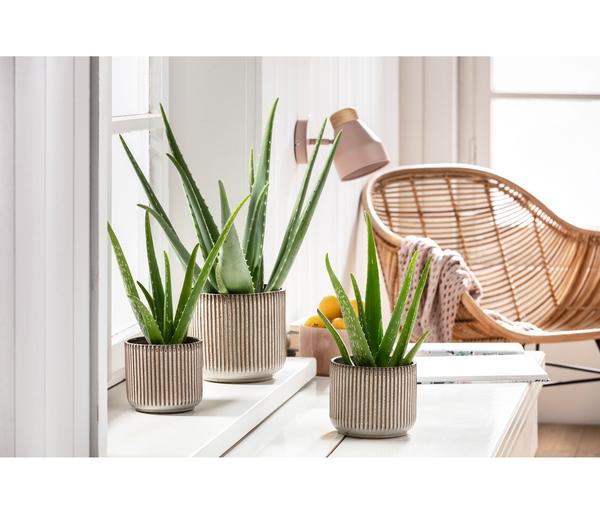 Echte Aloe-Set - Aloe vera