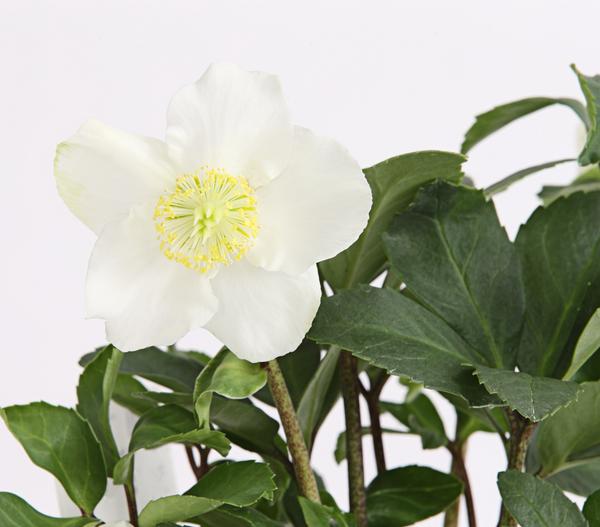 Christrose im Korb