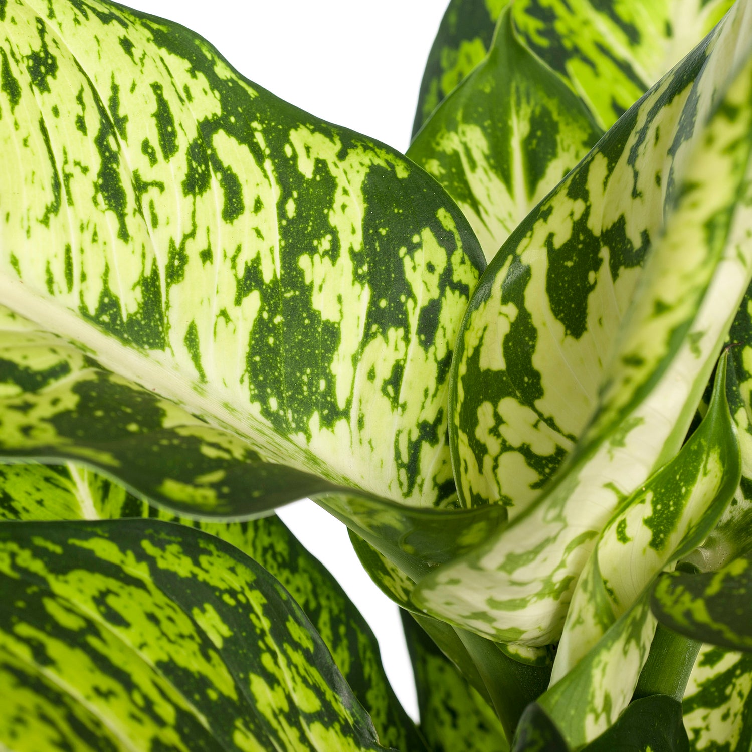 Dieffenbachia (Dieffenbachia 'Sublime') D 17 H 65 cm