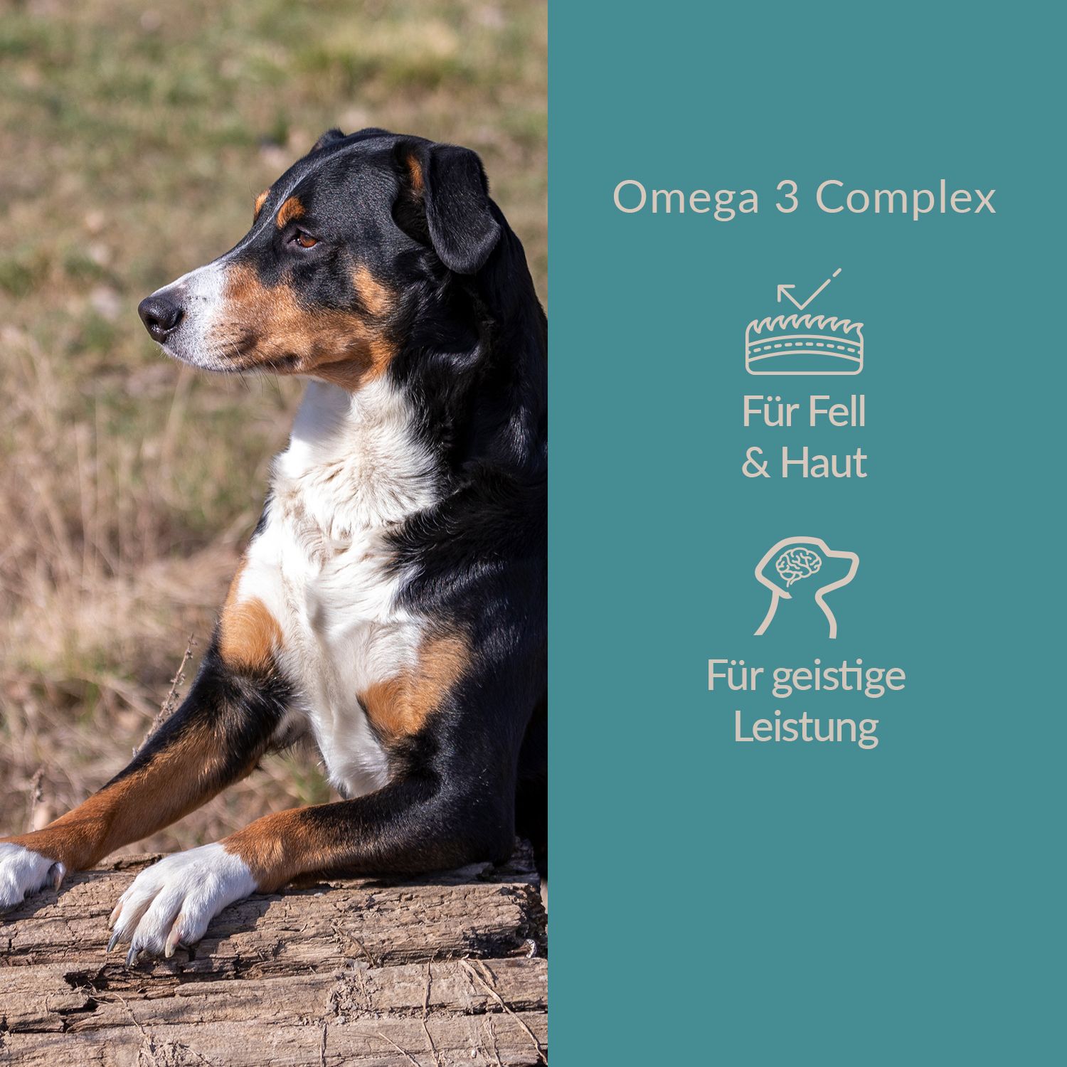 Dogcs Omega3 Complex mit veganen Omega 3 Quellen
