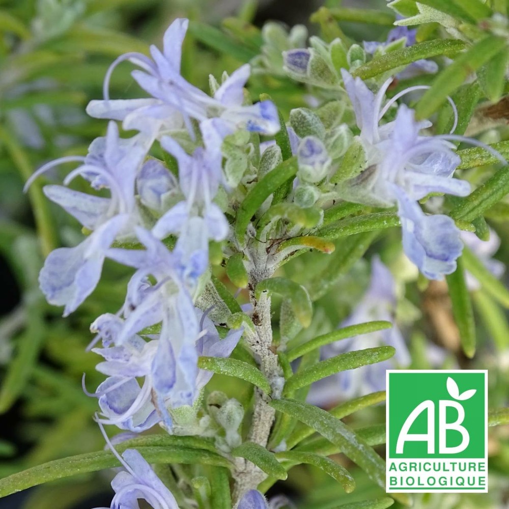Romarin officinalis primley blue bio/rosmarinus officinalis primley blue[-]lot de 5 godets