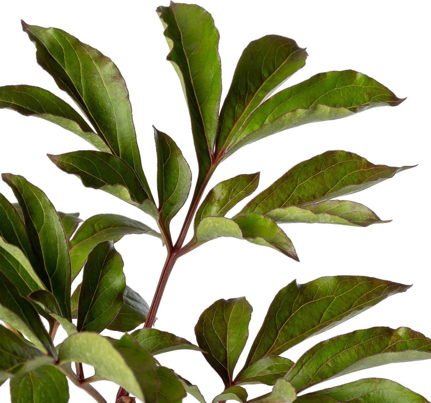 Pioenroos (Paeonia (LD) 'Duchesse de Nemours') D 11 H 80 cm