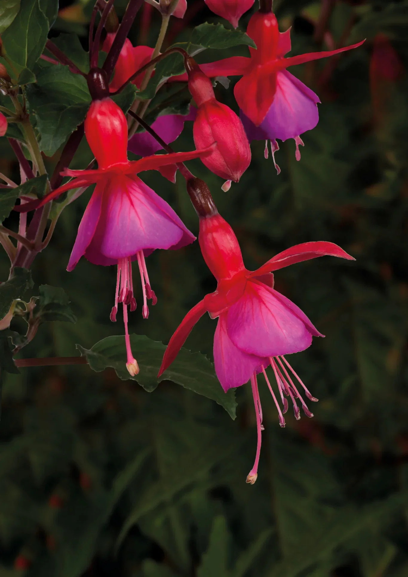 Fuchsia Fuchsia stikling Ø6 cm