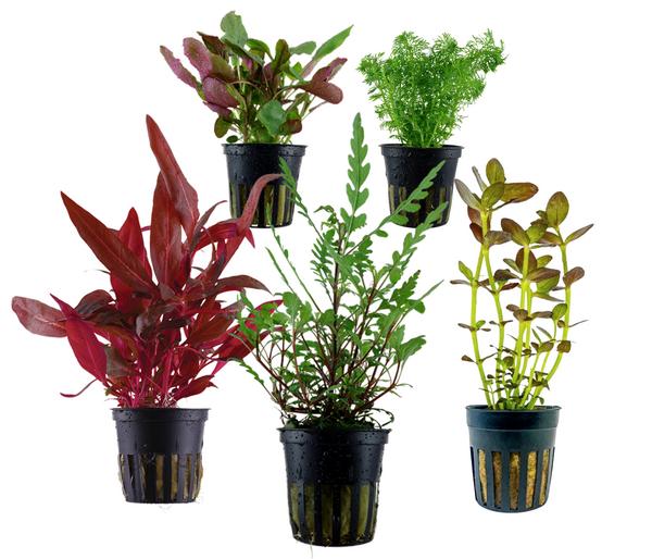 Dehner Aqua Aquarienpflanzen-Set