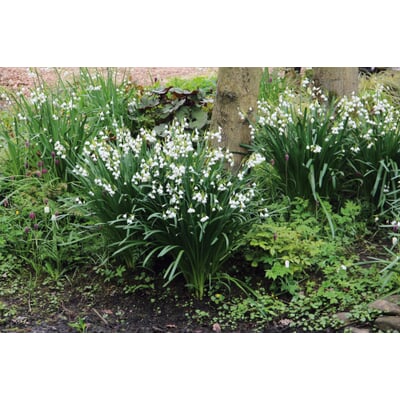 Blumenzwiebeln Sommerknotenblume 'Gravetye Giant'
