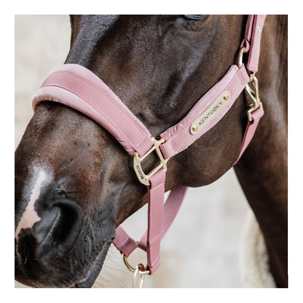 Kentucky VELVET - Licol rose