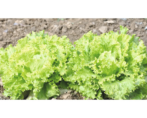 Groene Batavia sla 'Edurne' FloraSelf 6-pack