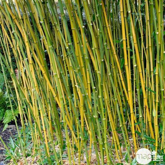 Bambou moyen phyllostachys bissetii 150/200 cm: pot de 18 litres