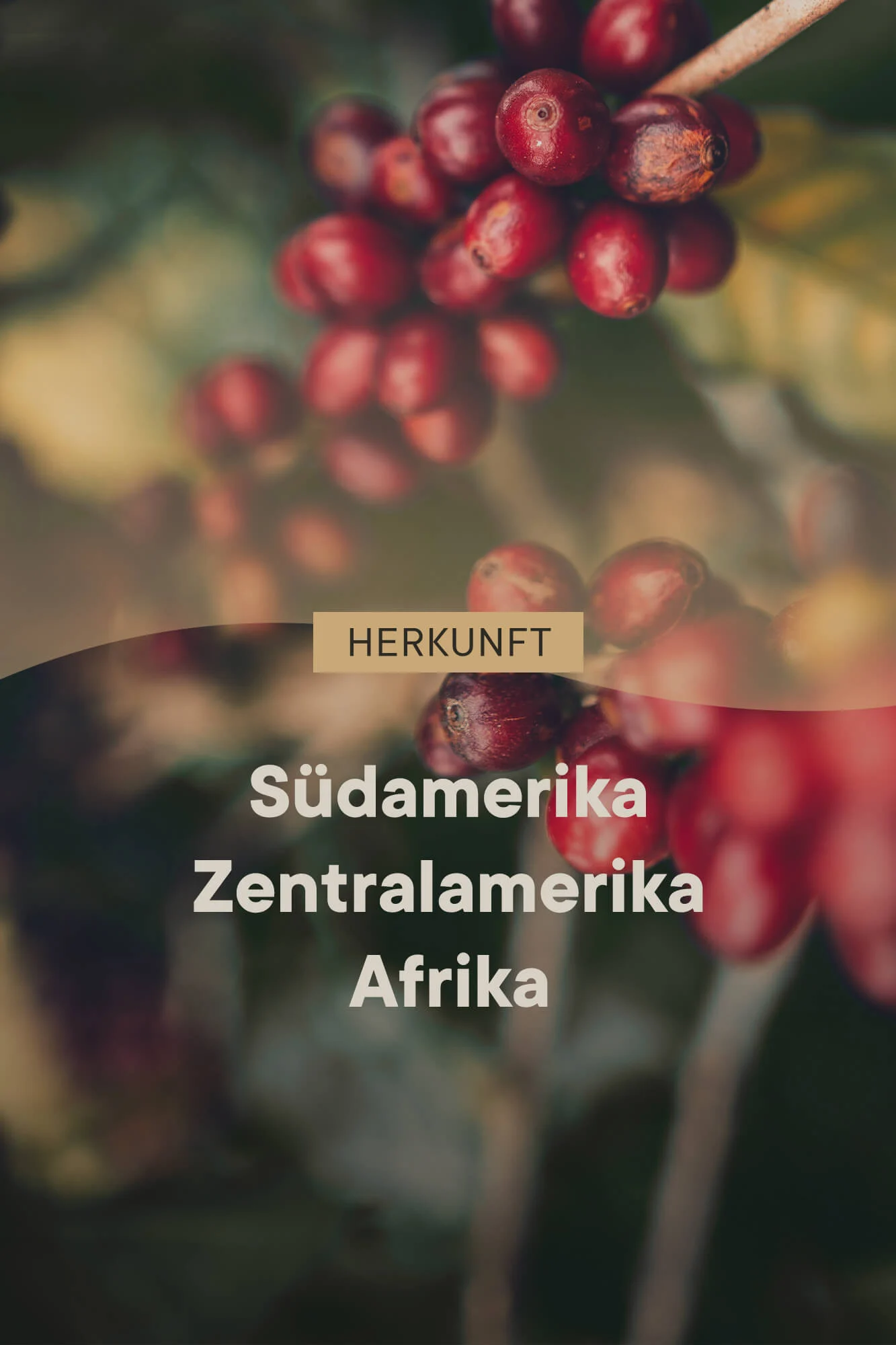 roastmarket Coffee Blend Vorteilspaket 3kg