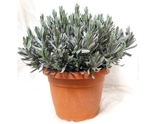 Lavendel FloraSelf Lavandula angustifolia Ø 25 cm pot