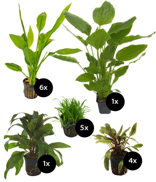 Dehner Aqua Premium Aquarienpflanzen-Set für