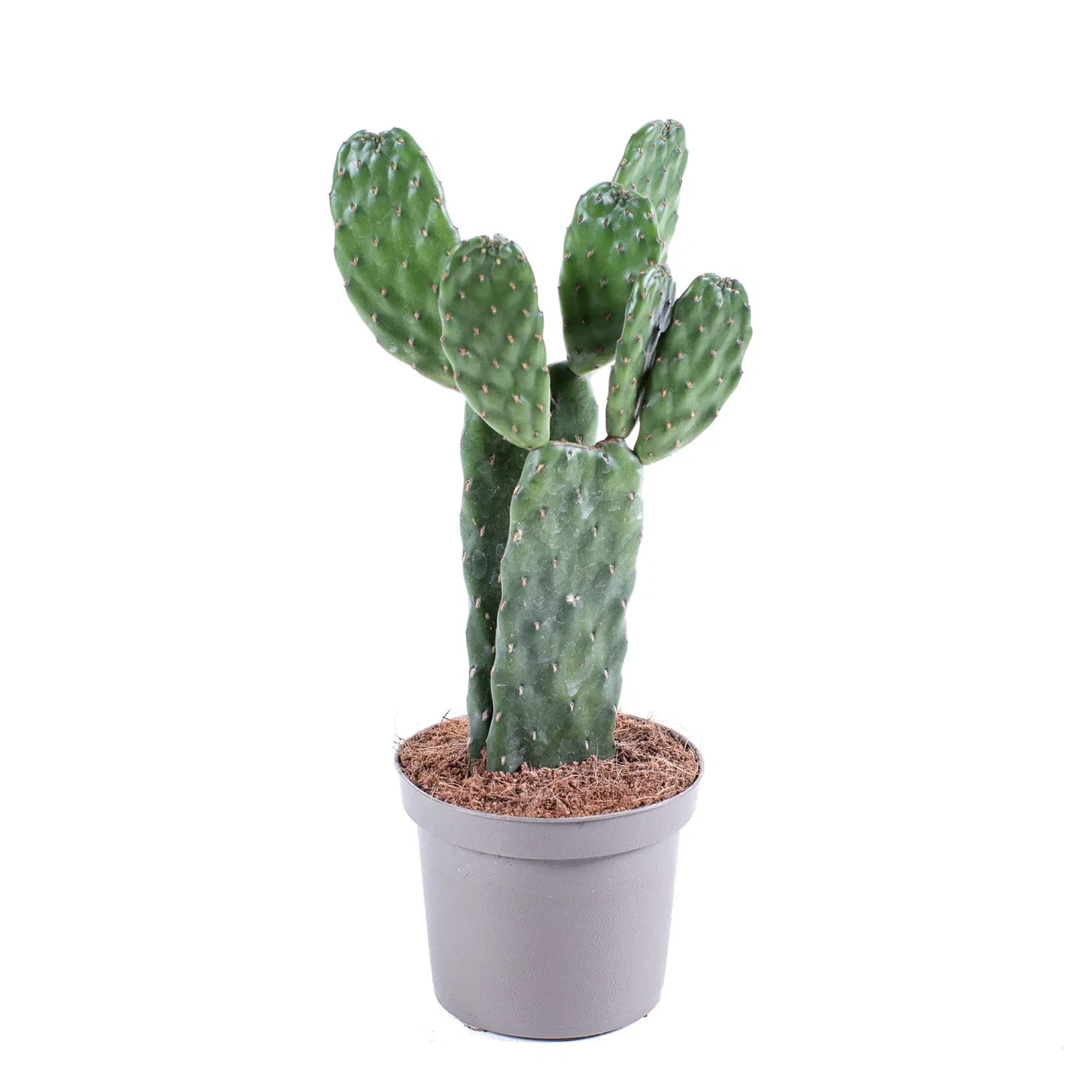 Opuntia rubescens 9 cm Opuntia rubescens Høyde 10 cm