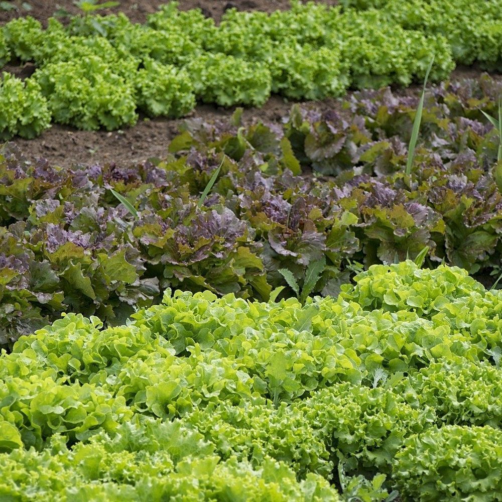 Paillage organique du potager 100% naturel big bag 500 litres
