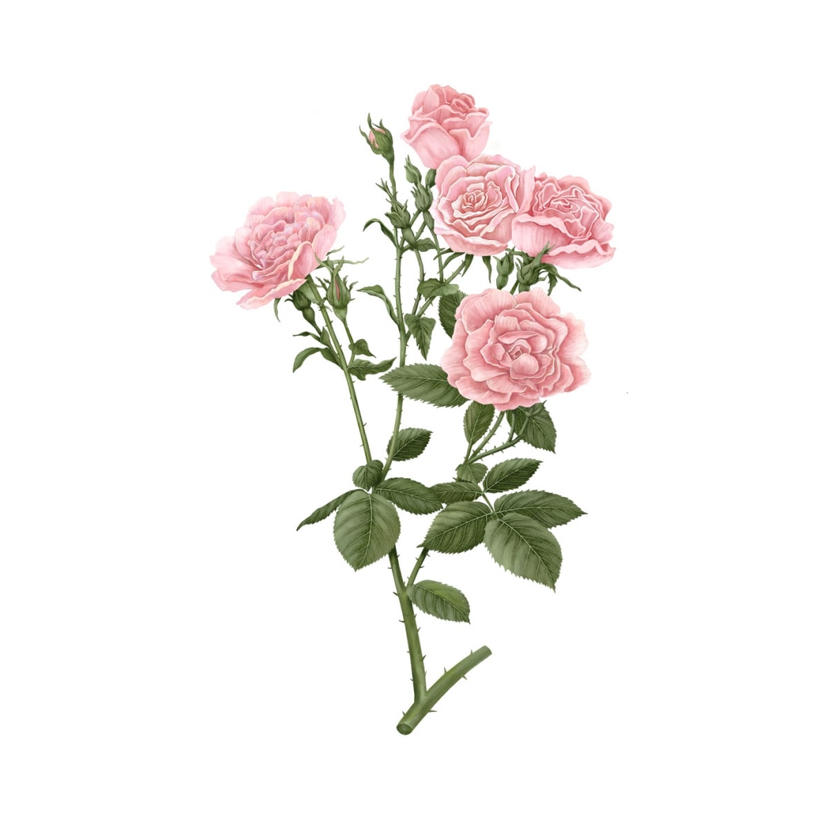 CARRIÈRE FRÈRES Rose de Damas - Rosa Damascena Palet Botanique