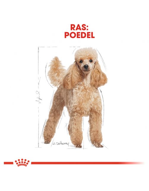 Royal Canin Poodle Adult - Hondenvoer