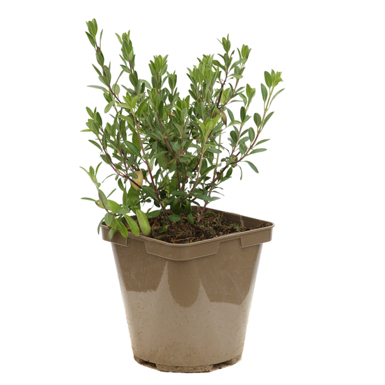 Sauge microphylla 'Bordeaux' : ctr 3 litres