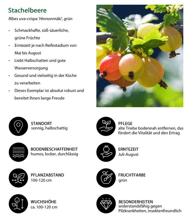 Stachelbeer-Set Aromabeeren, 3-teilig
