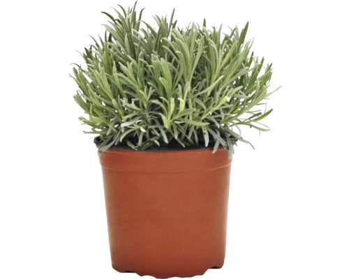 Lavendel FloraSelf Lavandula angustifolia Ø 18 cm pot