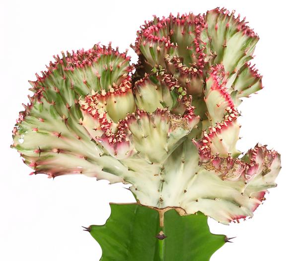 Korallen-Wolfsmilch - Euphorbia lactea,