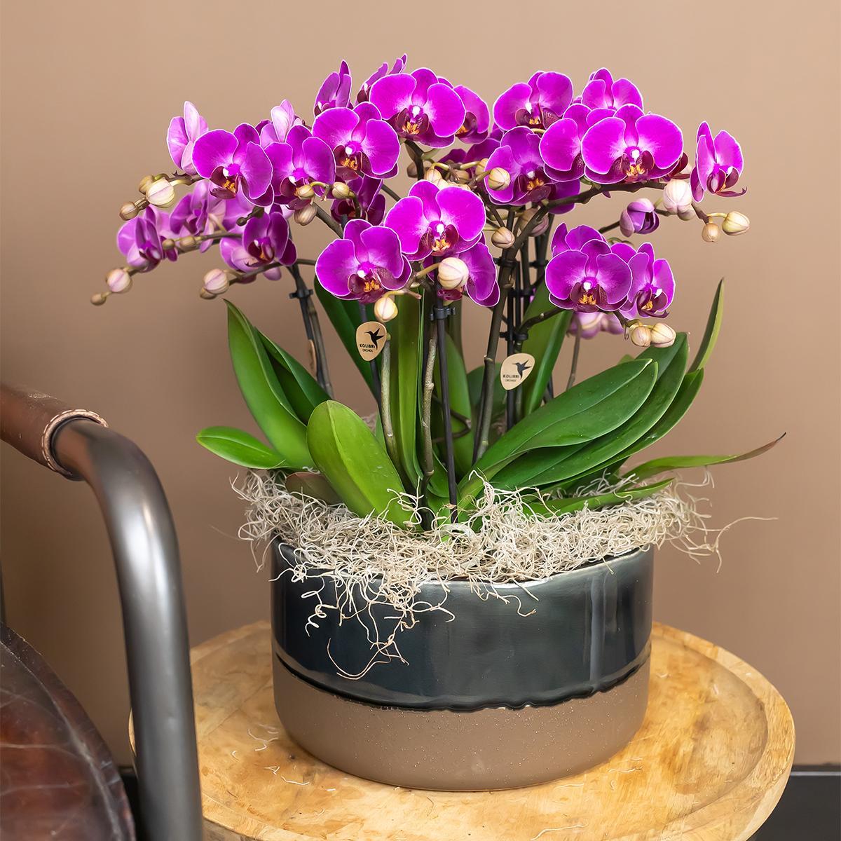 Plante d'intérieur - orchidée violette et son cache-pot - h35cm, ø9cm 35cm