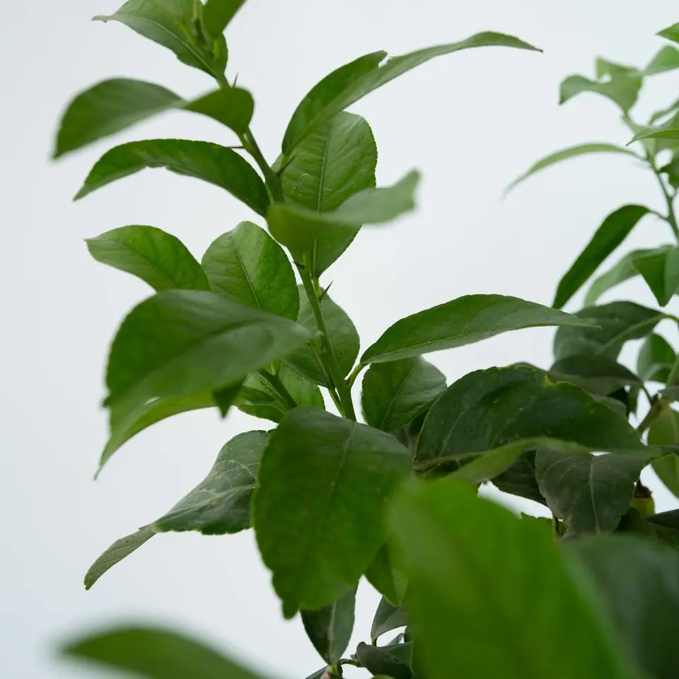 Citroenboom - Citrus limon - Hoogte 60-70cm - ⌀19cm