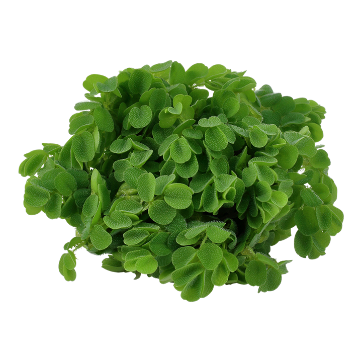 Waterplant Salvinia minima