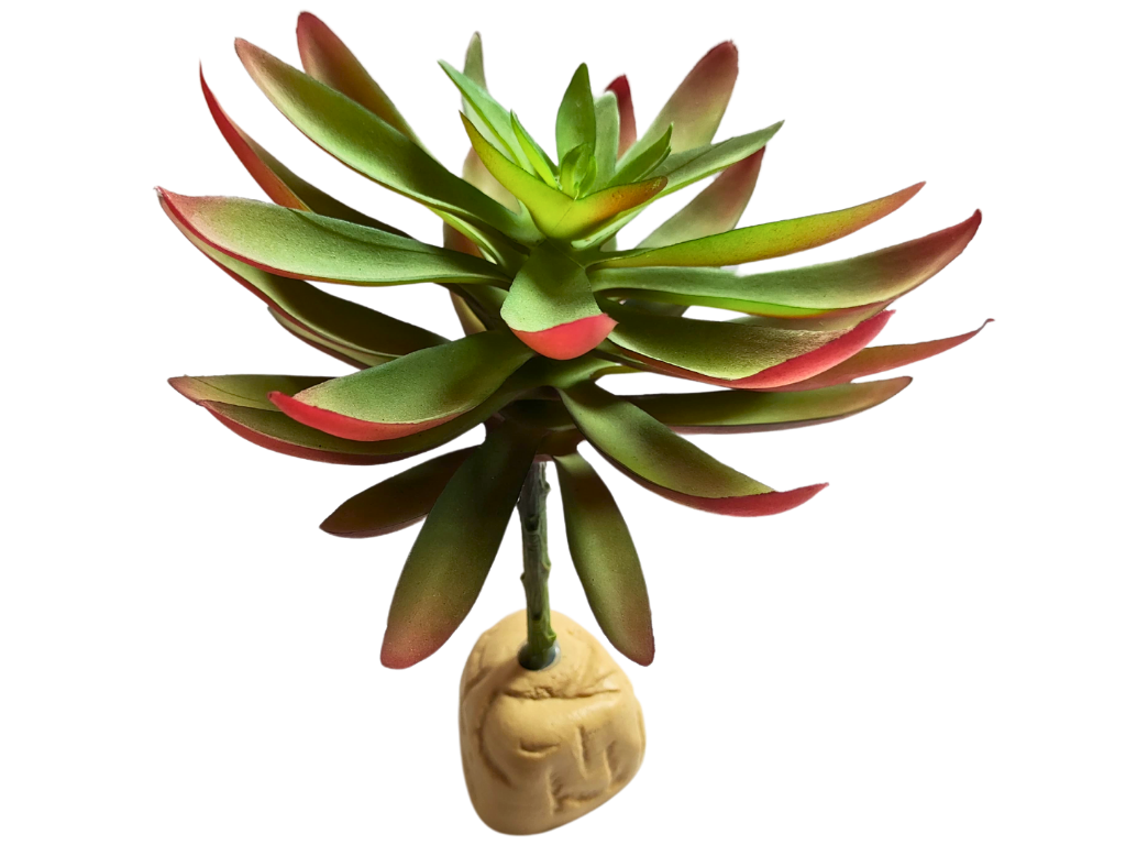 Planta Capitella para decoração de terrário