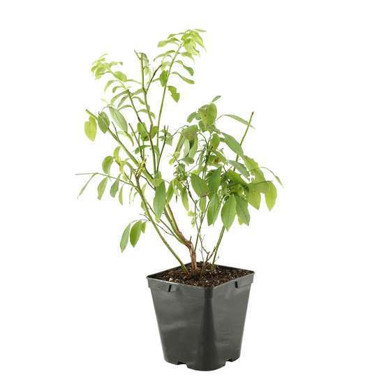 Myrtillier 'Patriot' : pot de 5 litres