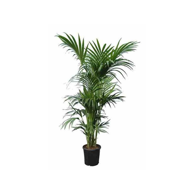 Howea forsteriana (kentia) taille pot de 45l - 250/300cm
