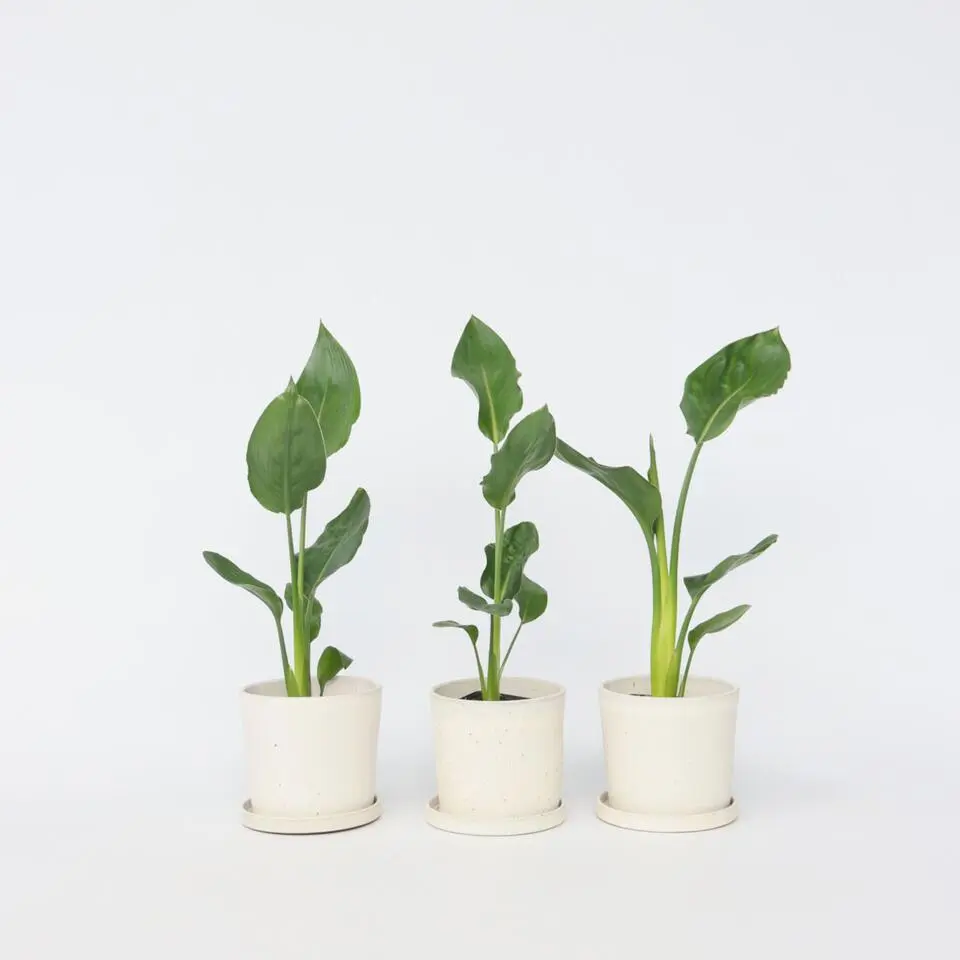 Paradijsvogelbloem - Set van 3 - Strelitzia reginea - Hoogte 25-40cm - ⌀9cm