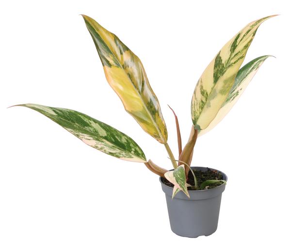 Baumfreund - Philodendron 'Caramel Marble'