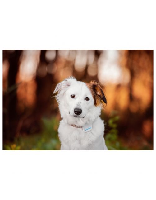 Tractive Gps Tracker Voor Honden En Katten - Hondenlocatievinder - 51x41x15 mm Wit
