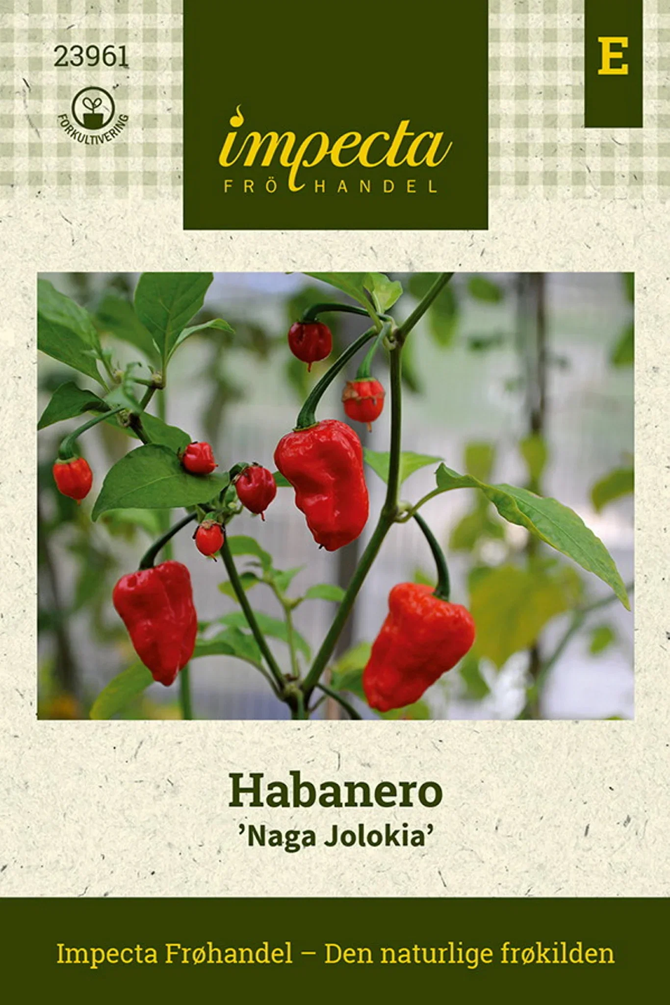 Capsicum chinense 'Naga Jolokia' Habanero 'Naga Jolokia'
