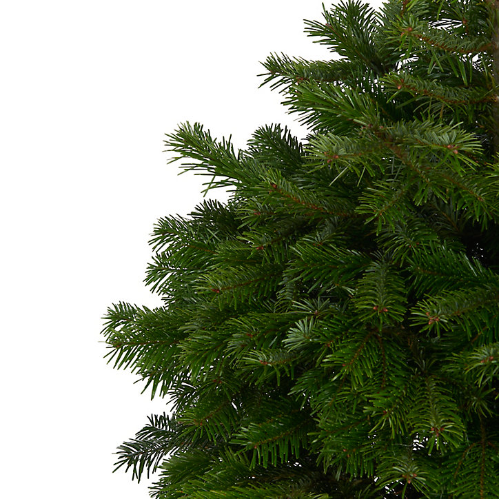 Sapin naturel Nordmann h.100/150 cm